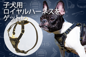 小型犬・中型犬用のレザーハーネス