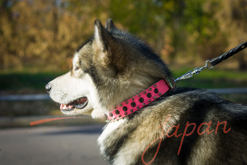 アラスカン マラミュート用ピンクレザー首輪 S60p 1058 Pink Leather Collar 犬用品 犬グッズ 犬訓練用具 犬用品通販 犬用品 犬グッズ 犬訓練用具 犬用品通販