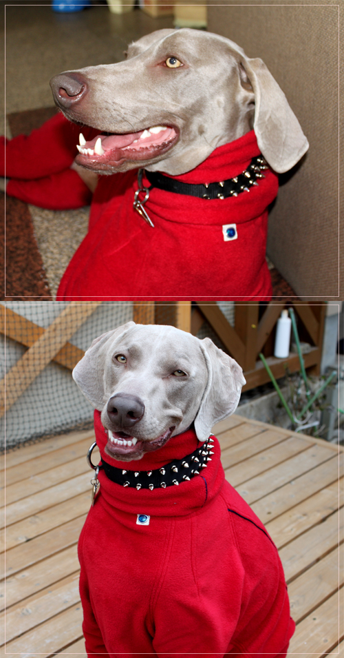 dog in spiked nylon collar