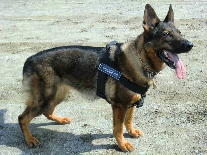 german shepherd dog wearing nylon harness with patches