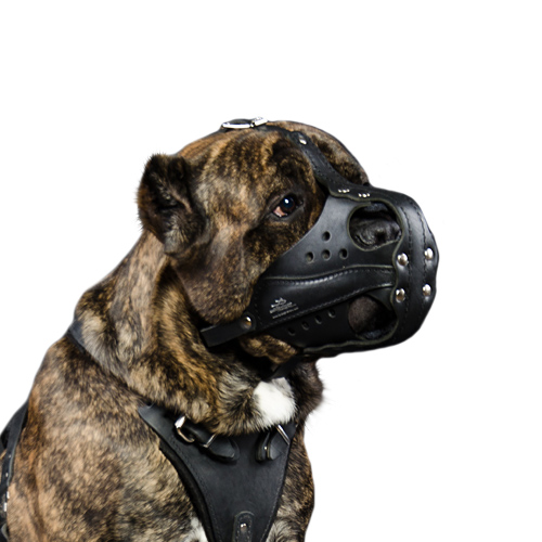 Cane discount corso muzzle