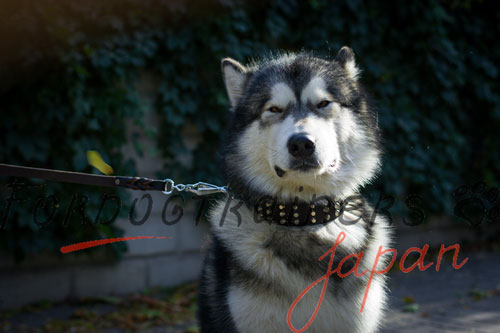 husky chain collar