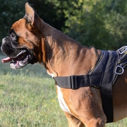 perfect-nylon-dog-harness.jpg